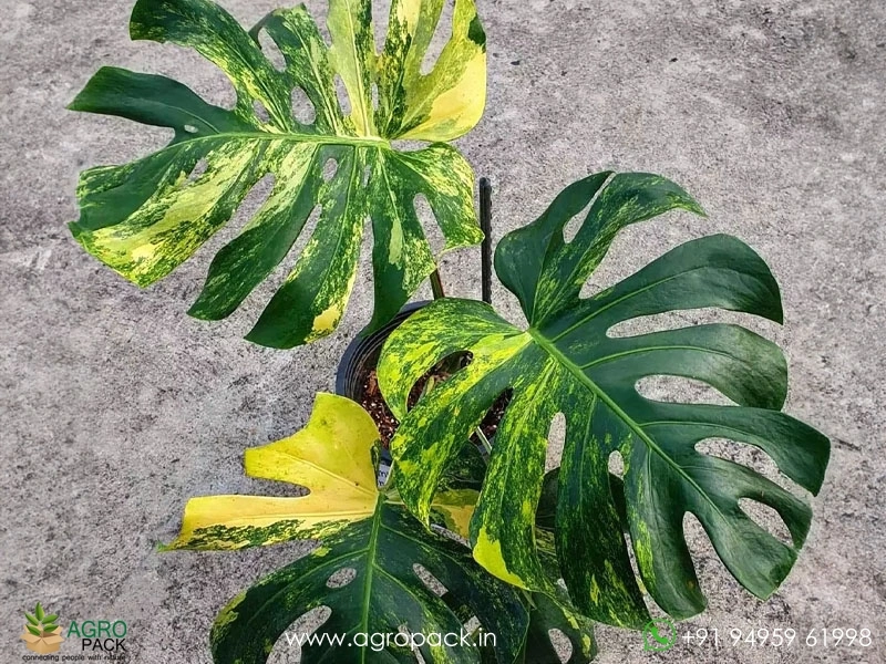 Monstera-Deliciosa-Yellow-Marilyn4