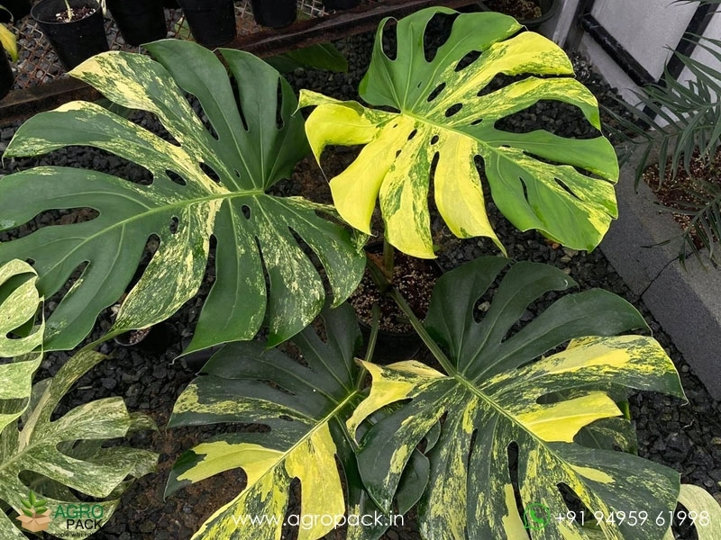 Monstera-Deliciosa-Yellow-Marilyn5