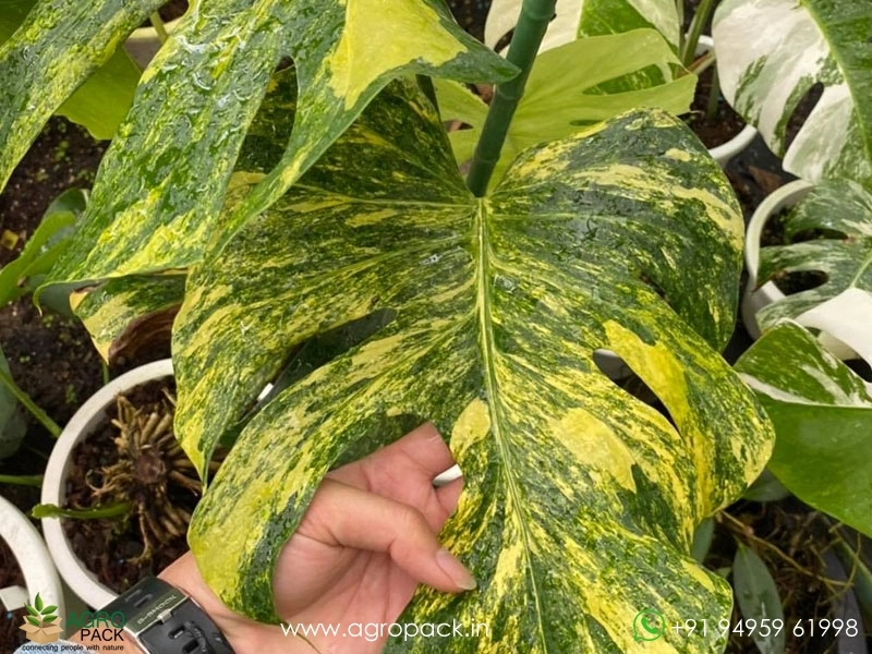 Monstera-Deliciosa-Yellow-Marilyn6
