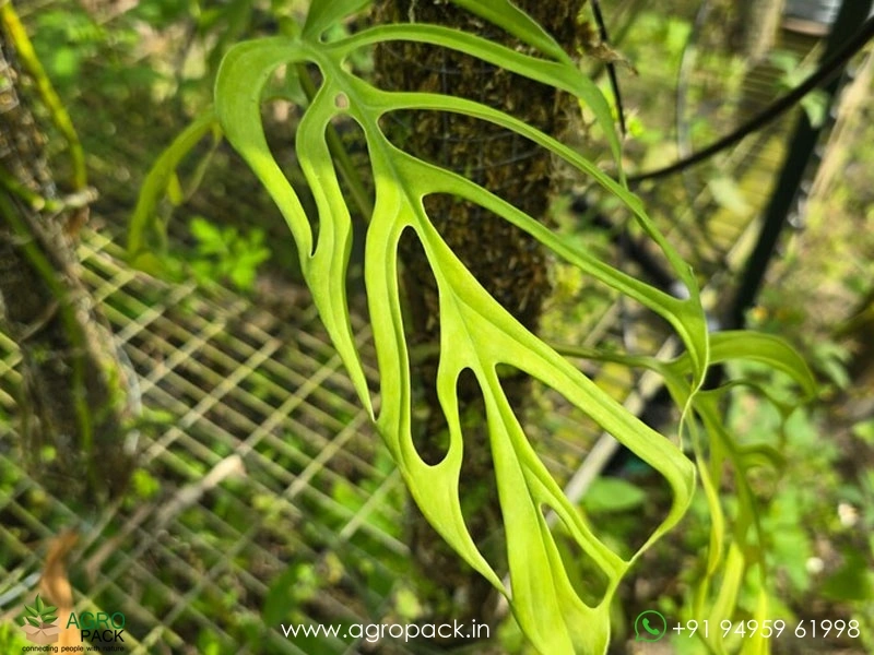 Monstera-Gracilis5