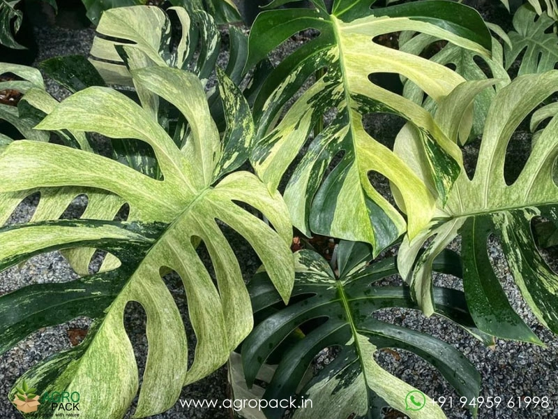 Monstera Mint Variegated Plant For Sale In India | Online plant nursery