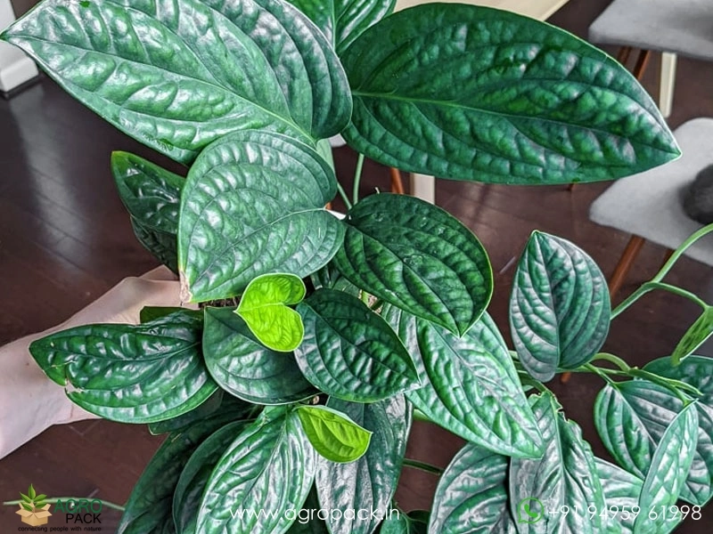 Monstera-Peru1