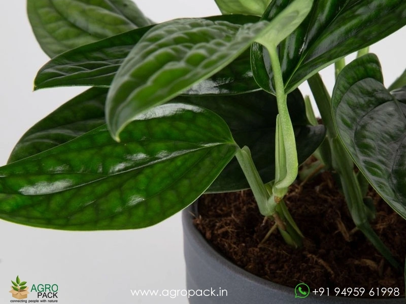 Monstera-Peru3