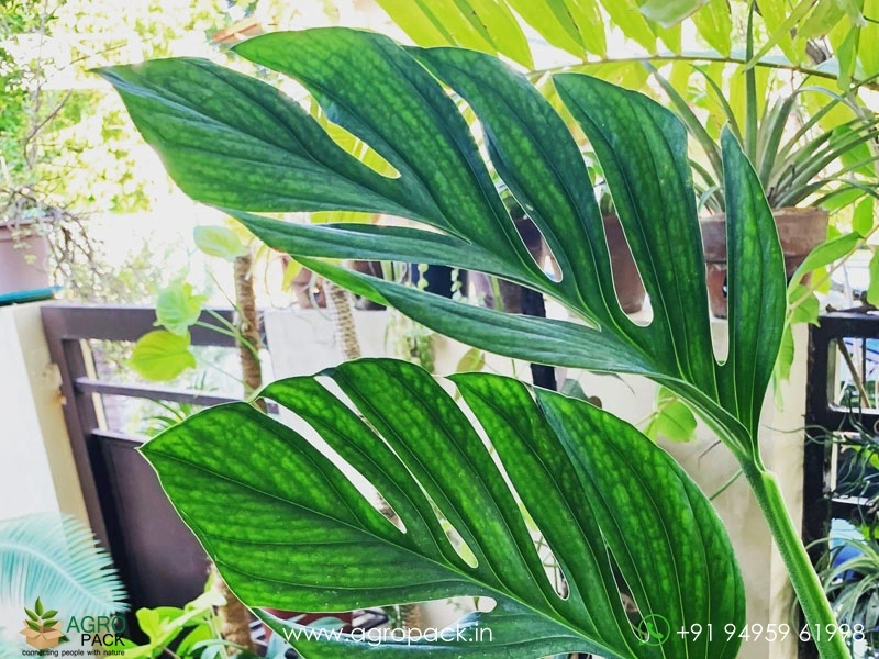 Monstera-Pinnatipartita3