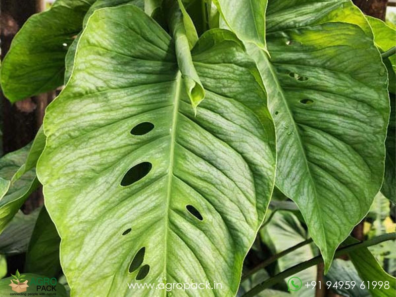 Monstera-Siltepecana6