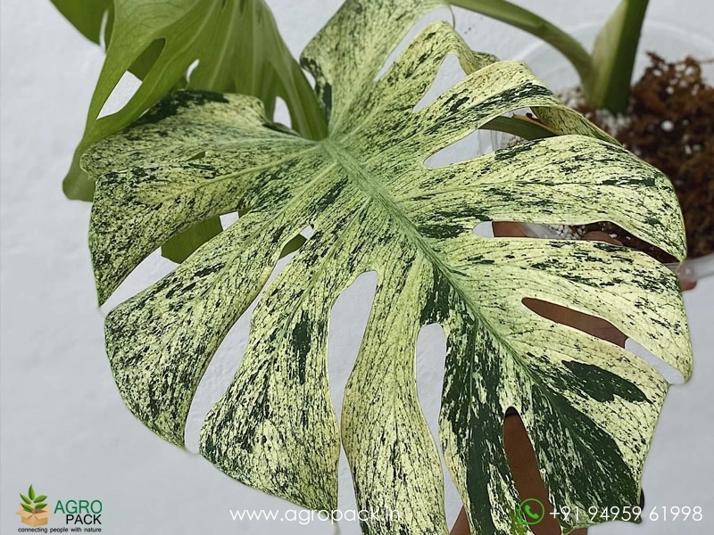 Monstera-White-Monster6