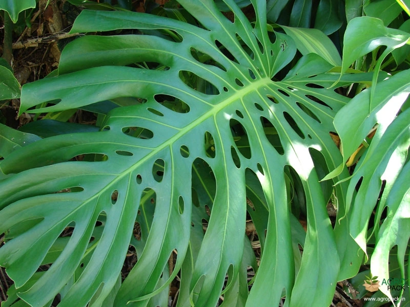 Monstera-deliciosa2