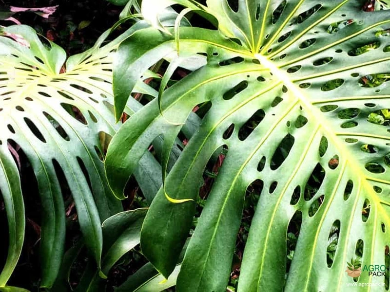 Monstera-deliciosa4