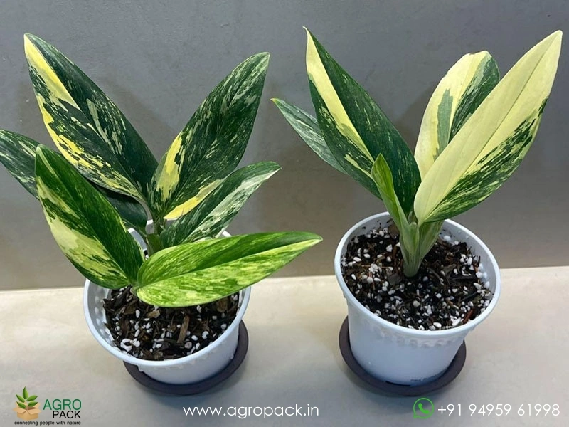 pilea chinese money plant Pilea Peperomioides Kokedama main image 1