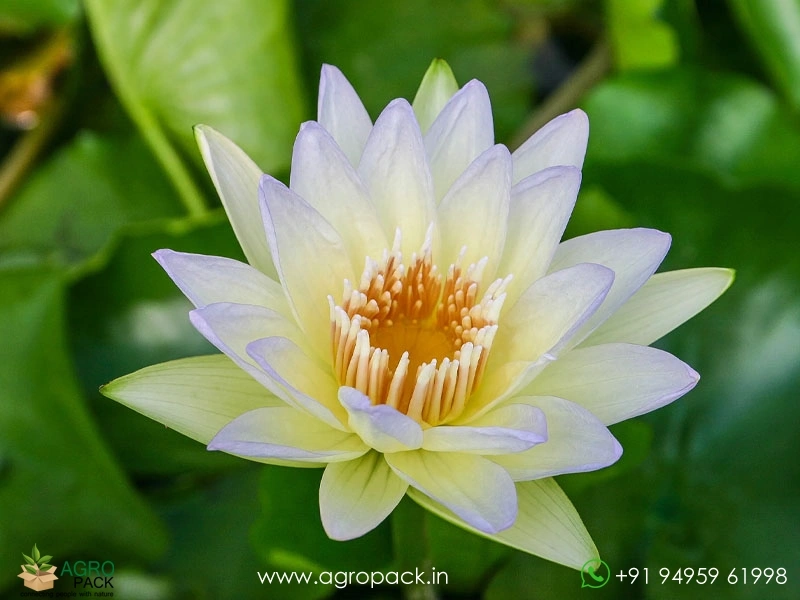 Moonbeam-Tropical-Water-Lilly2