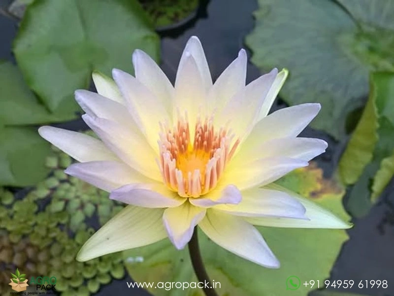 Moonbeam-Tropical-Water-Lilly3