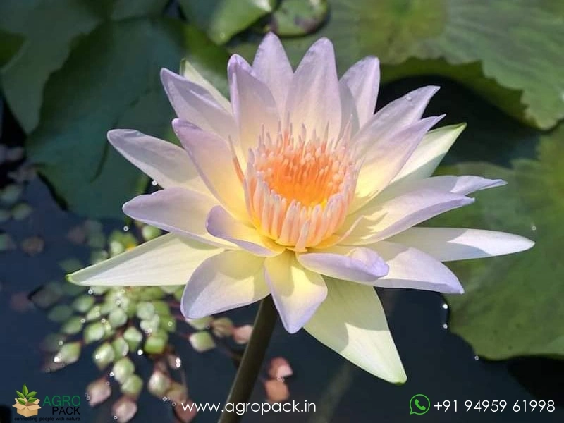 Moonbeam-Tropical-Water-Lilly4