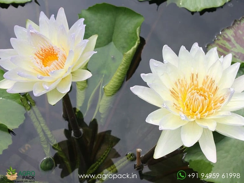 Moonbeam-Tropical-Water-Lilly6