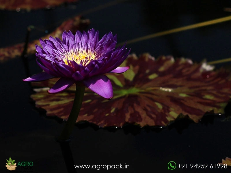Morada-Bay-Water-Lily2