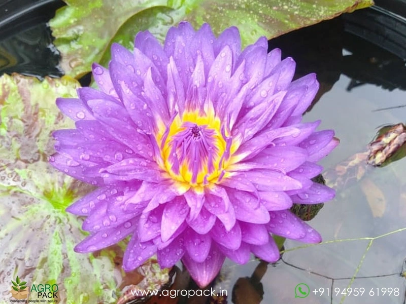 Morada-Bay-Water-Lily3