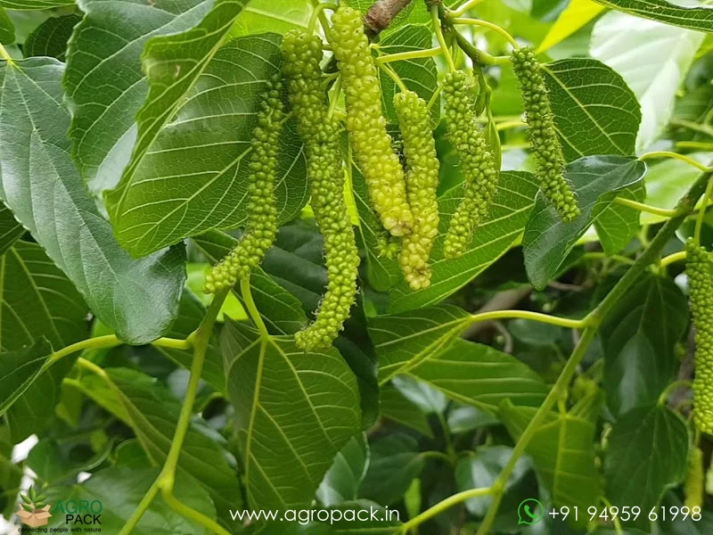 Morus-serrata-White-Himalayan-Mulberry4