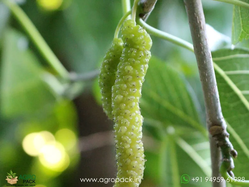 Morus-serrata-White-Himalayan-Mulberry5