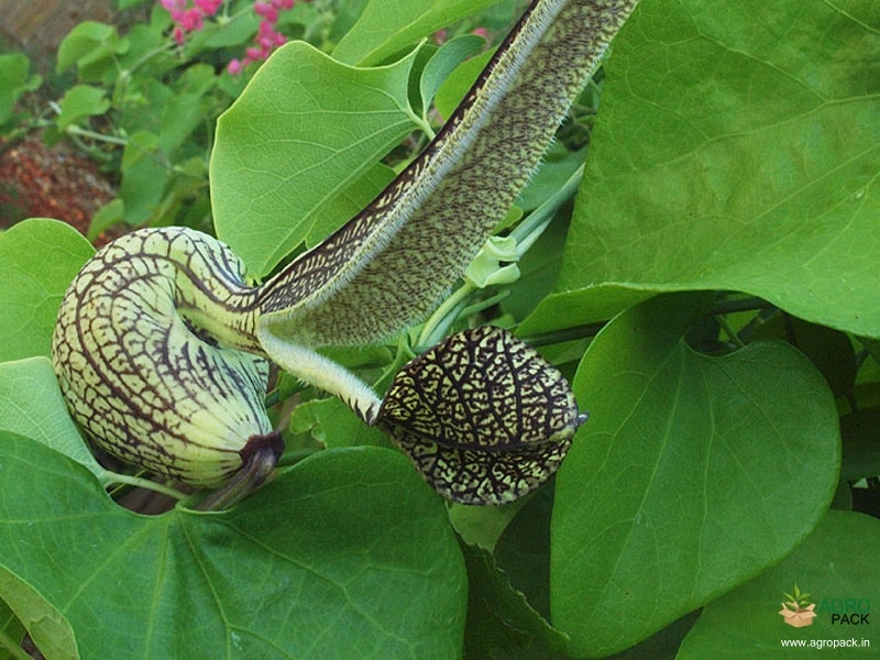 Mottled-Dutchmans-Pipe1