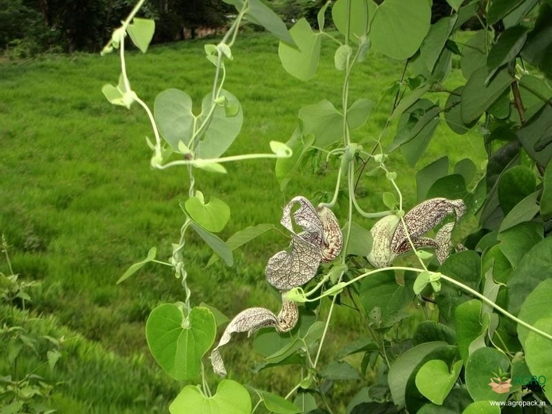 Mottled-Dutchmans-Pipe5