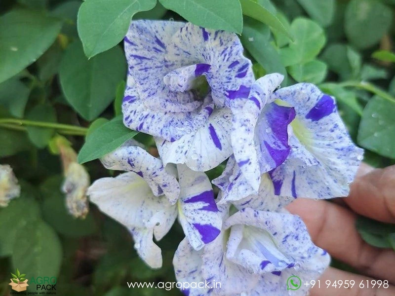 Muli-Coloured-Butterfly-Pea2
