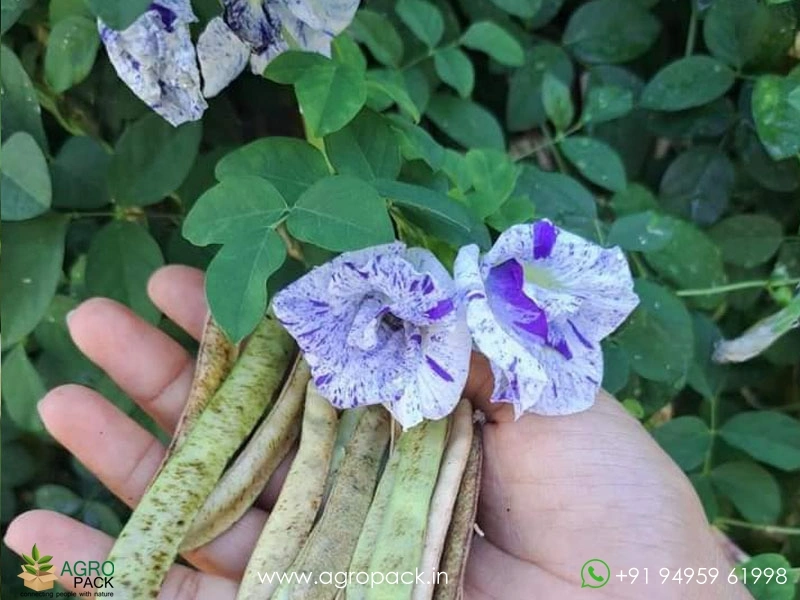 Muli-Coloured-Butterfly-Pea3