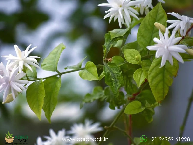 Multi-Layer-Star--Jasmine1