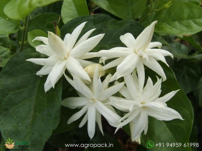 Multi-Layer-Star--Jasmine3