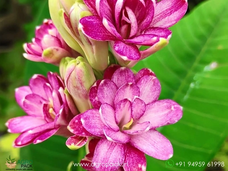 Multi-Petal-Tuberose3
