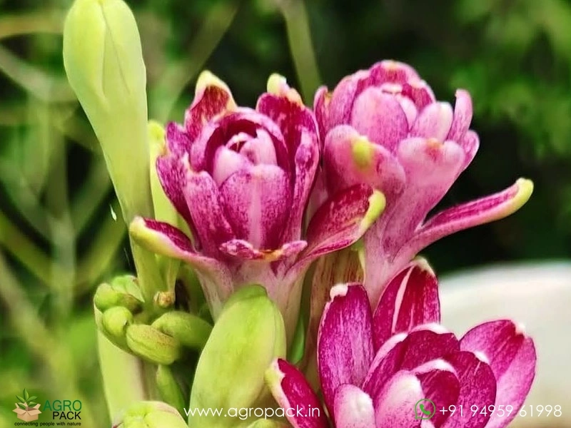 Multi-Petal-Tuberose4