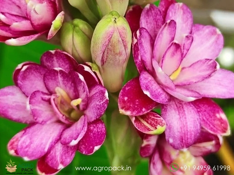 Multi-Petal-Tuberose5