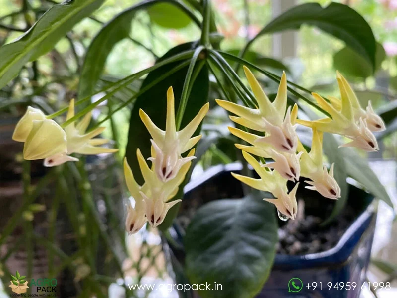 Multiflora-Shooting-Star-Hoya2