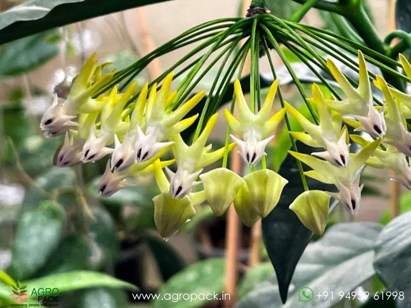 Multiflora-Shooting-Star-Hoya3