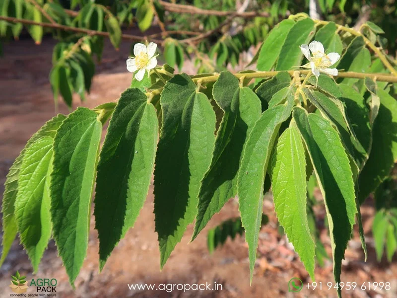 Muntingia-calabura-Indian-Cherry3