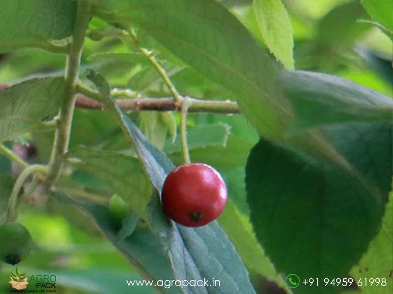 Muntingia-calabura-Indian-Cherry4