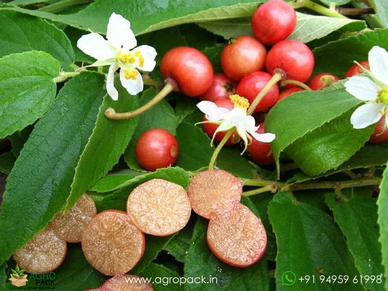 Muntingia-calabura-Indian-Cherry5