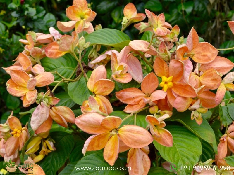 Mussaenda-Orange-Marmalade4