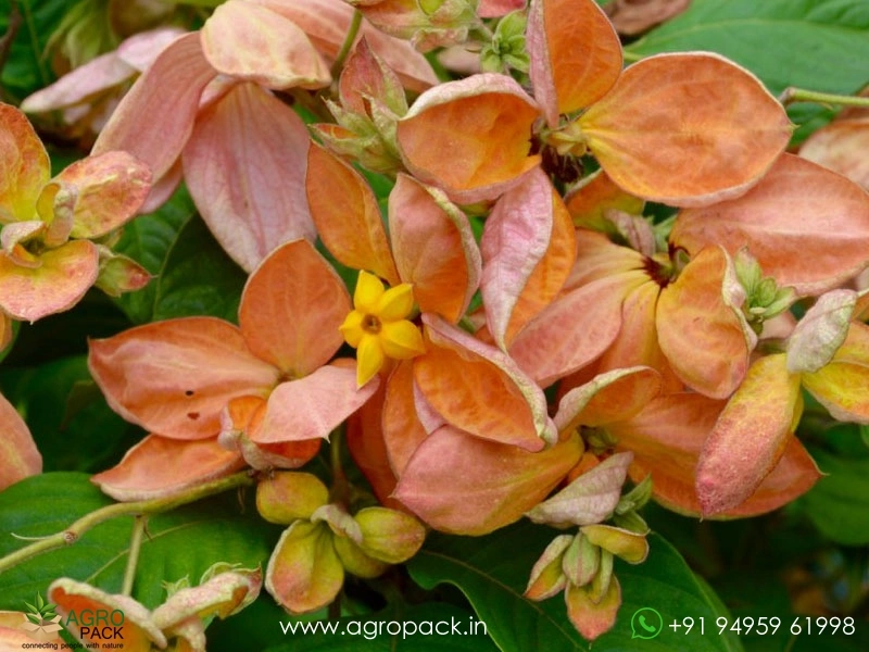 Mussaenda-Orange-Marmalade5