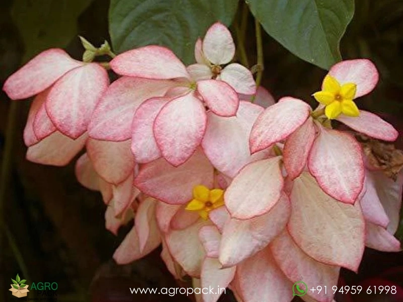 Mussaenda-Pink1