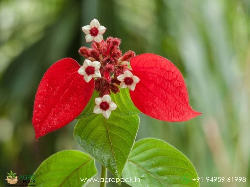 Mussaenda-Red1