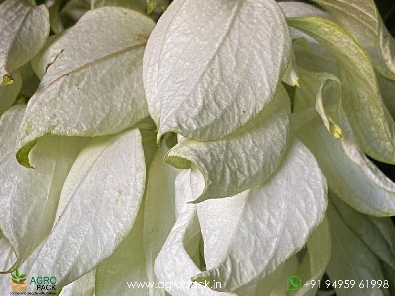Mussaenda-White2