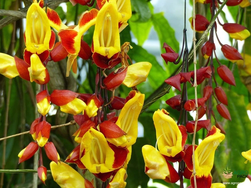 Mysore-Trumpet1