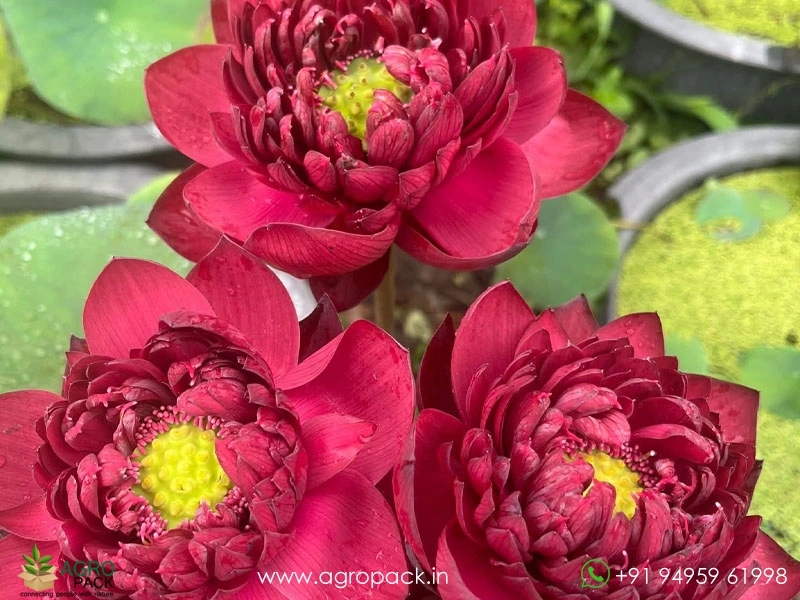 N.Wancheng-Lotus1
