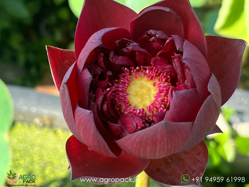 N.Wancheng-Lotus2