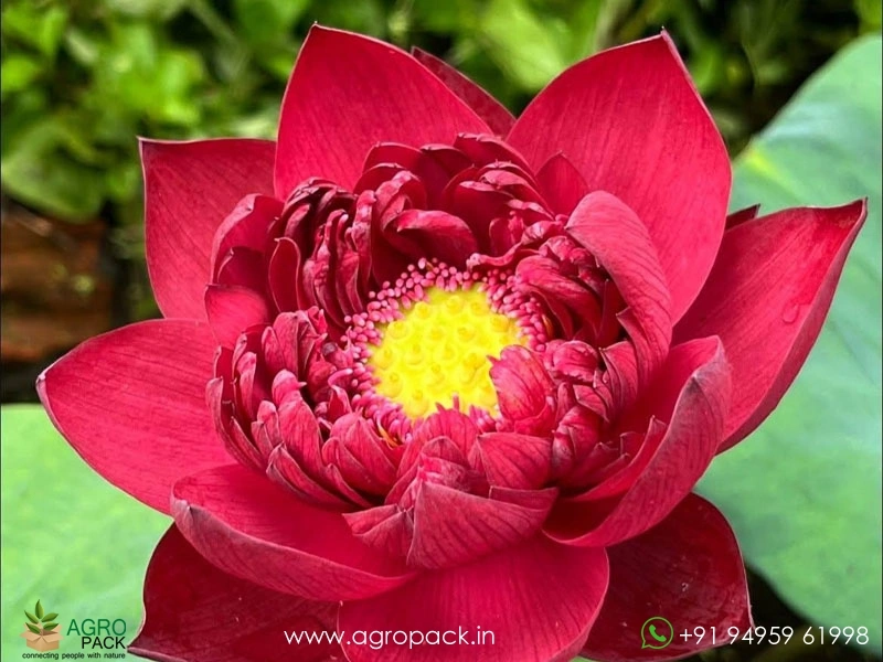 N.Wancheng-Lotus3