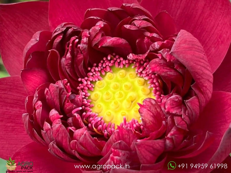 N.Wancheng-Lotus4