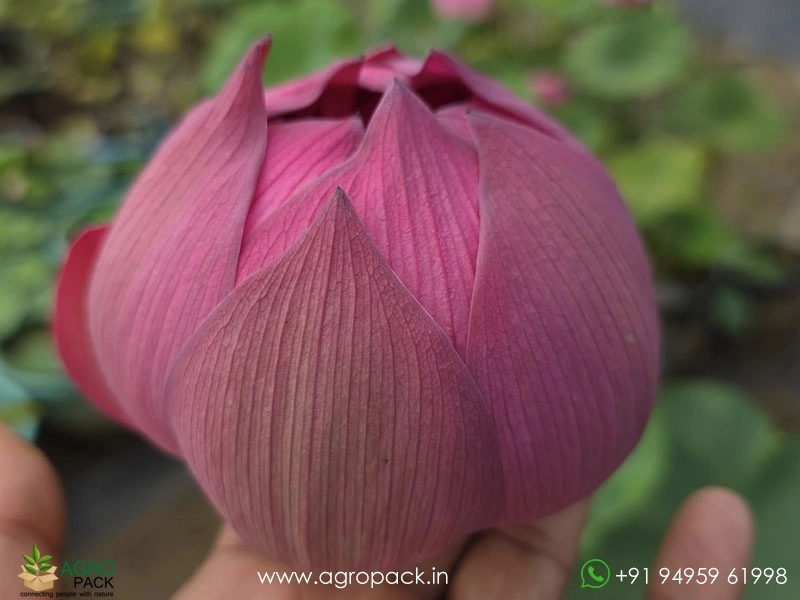 Nammo-Lotus2