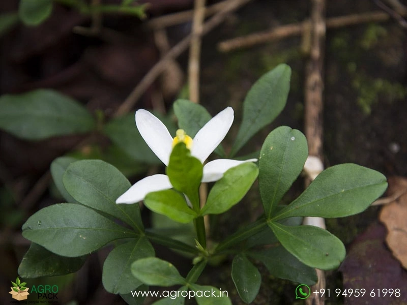 Naregamia-alata2