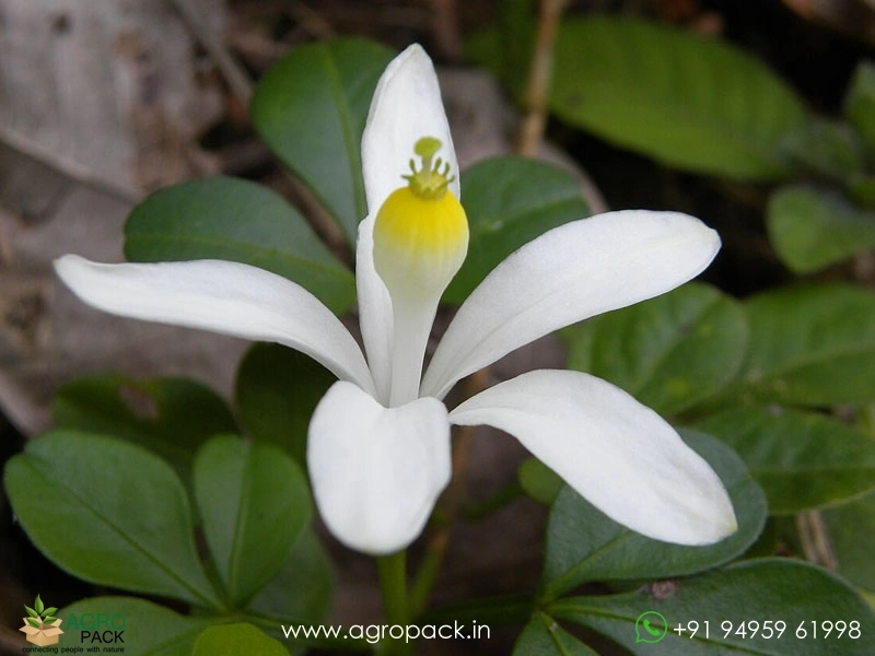 Naregamia-alata3