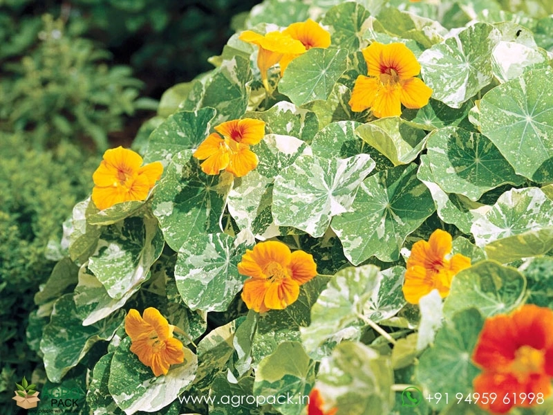 Nasturtium-Alaska1