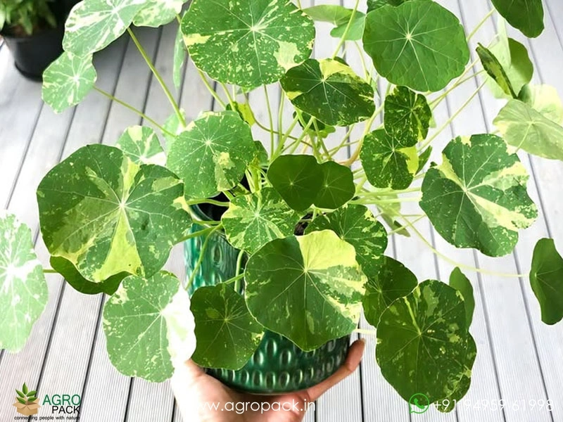 Nasturtium-Alaska2